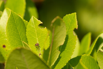 Butterfly Metamorphose (Charaxes Jasius)