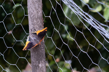 Butterfly Metamorphose (Charaxes Jasius)