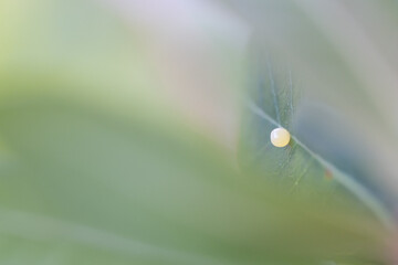 Butterfly Metamorphose (Charaxes Jasius)