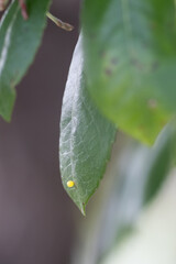 Butterfly Metamorphose (Charaxes Jasius)