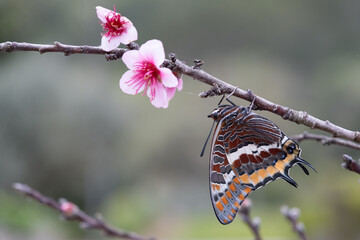 Butterfly Metamorphose (Charaxes Jasius)