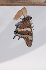 Butterfly Metamorphose (Charaxes Jasius)