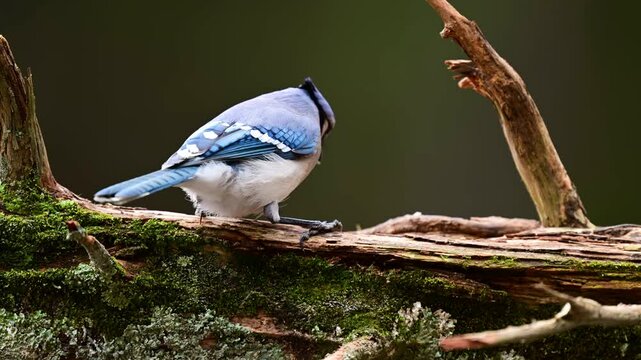 Blue Jay on a log 
