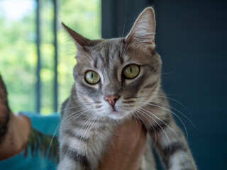Chat domestique gris aux yeux vert