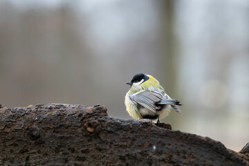  Small bird great tit (Parus major)  in the nature perched on tree branch in winter time. Great tit standing on a log. 