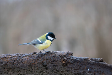 Obraz premium Small bird great tit (Parus major) in the nature perched on tree branch in winter time. Great tit standing on a log. 
