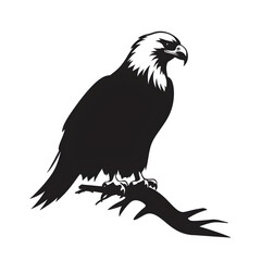 Obraz premium bald eagle silhouette