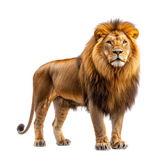 Obraz premium Majestic lion a wildlife portrait isolated on transparent background