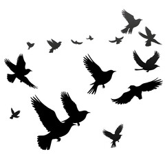 Obraz premium birds flight silhouette