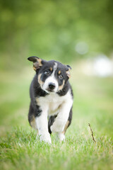 Spring portrait of dog in nature. He is so cute in the nature. He has so lovely face	