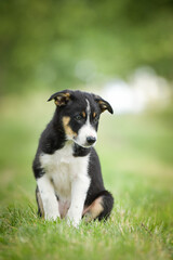 Spring portrait of dog in nature. He is so cute in the nature. He has so lovely face	
