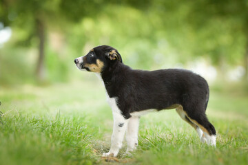 Spring portrait of dog in nature. He is so cute in the nature. He has so lovely face	