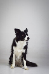 photo of dog in photo studio on white color. white background in photo studio with dog.	
