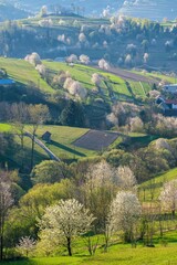 Picturesque spring meadow with blooming cherry tree. Spring paradise with blooming trees. Historic agrarian landscape, Hrinovske lazy, Slovak republic. Travel destination. Seasonal natural scene.  © Ivan