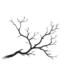 Fototapeta premium a tree branch silhouette
