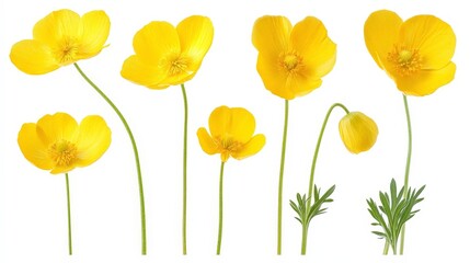 Obraz premium Yellow Buttercups in Various Angles and Positions