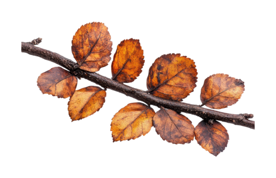 Autumn leaves on branch nature isolated on transparent background