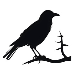 Obraz premium crow silhouette