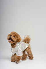 A light jacket is worn by a ginger dog from the Maltese breed