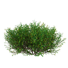 Free PNG 3d illustration of Goodenia ovata 2 tree frontal isolated transparent background perfectly cutout high resolution	
