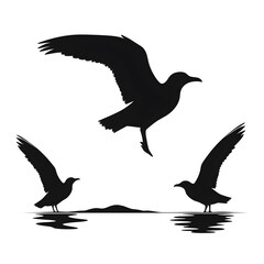 Obraz premium seagulls silhouette