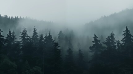 Evergreen forest shrouded in thick fog, creating an ethereal and moody natural scenery.