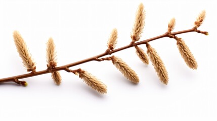 Isolated Willow Catkins on White Background
