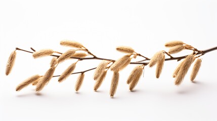 Isolated Willow Catkins on White Background Nature Photography