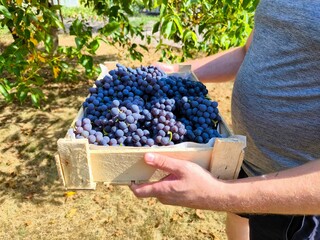 A close-up of a male farmer or winemaker who carries harvested grapes during the harvest season in...