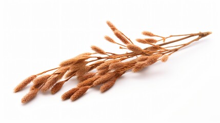 Willow Catkins Isolated White Background