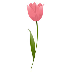 Obraz premium Gentle Elegance: The Beauty of a Pink Tulip