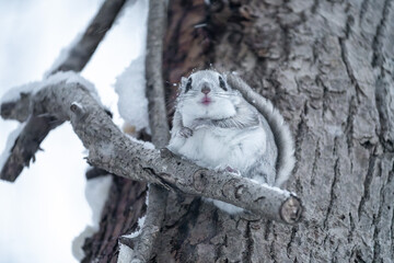 北海道　エゾモモンガ　小動物　哺乳類　かわいい