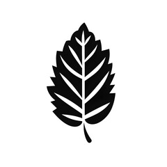 Fototapeta premium a leaf silhouette