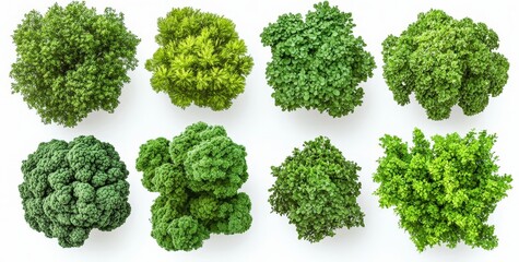 Contemporary watercolor depicting a blooming tree from a top view, isolated on a white background, suitable for landscape plans and architectural drawings, featuring botanical elements and blooming