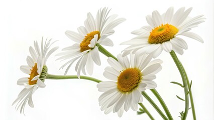 Fototapeta premium Five white daisies with yellow centers are gracefully arranged in a natural pose. The background is bright and minimal, highlighting the beauty of the flowers. The scene conveys a sense of calmness.