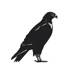 Fototapeta premium hawk silhouette