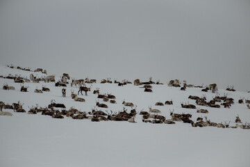 Reindeer herd on Städjan mountain in Sweden