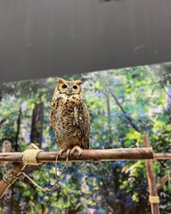 owl on branch