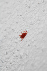 Trombicula autumnalis insect macro photo