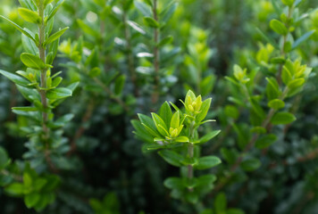 Vibrant Green Boxwood (Buxus Sempervirens) Shrub in Close-Up – Lush Foliage of an Evergreen Hedge Plant Ideal for Landscaping and Garden Design. High quality photography