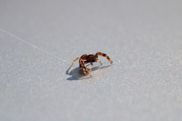 xysticus kochi spider macro photo	