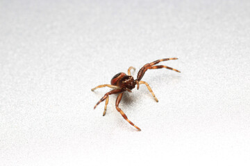 xysticus kochi spider macro photo	
