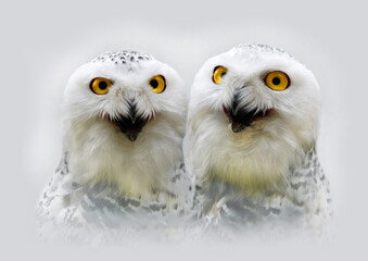 Schneeeule (Bubo scandiacus) zwei Eulen nebeneinander, Portrait
