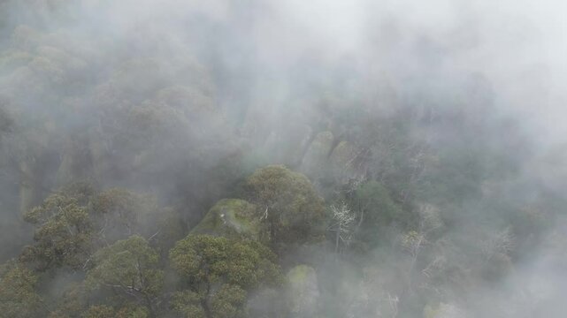 Mushroom Rocks Campground Through Fog VIC Australia