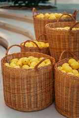 Large wicker baskets with bright and juicy lemons. Traditional Italian fruits for drinks and dishes, harvested on plantations