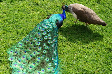 Pavos reales hembra y macho