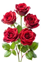 Fototapeta premium Elegant Bouquet of Red Roses Isolated on White Background