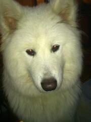 Samoyed dog