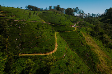 Plantacje herbaty w górach na Sri Lance © Katarzyna