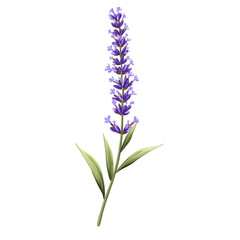 Naklejka premium A beautifully illustrated lavender sprig with detailed tiny blossoms and slender green stem, artistic digital drawing, centered layout, transparent background, PNG
